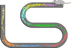 A drawing of a rat at one end of a curving path. Along the path, there are numerous dots in clusters, with each cluster a different color.