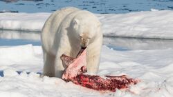 Polar bear (Ursus maritimus) with its prey.jpg