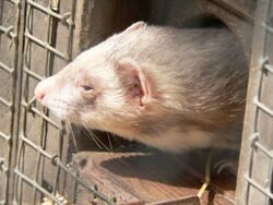 Polecat in the light.jpg