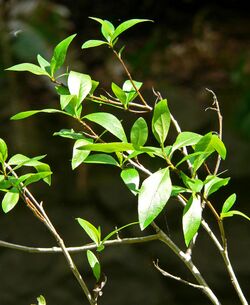 Populus angustifolia 1.jpg