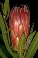 Protea burchellii 1DS-II 3-5538.jpg