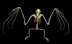 An articulated bat skeleton on a black background.