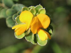 Pultenaea Barrenjoey.jpg