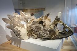 Regaliceratops skull at Royal Tyrrell Museum.jpg