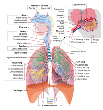 Respiratory system complete en.svg