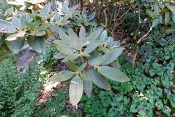 Rhododendron adenosum (Rhododendron kuluense) - VanDusen Botanical Garden - Vancouver, BC - DSC07186.jpg