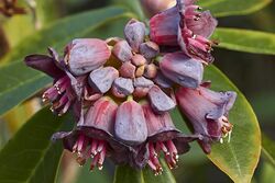 Rhododendron pruniflorum CFGk248.jpg
