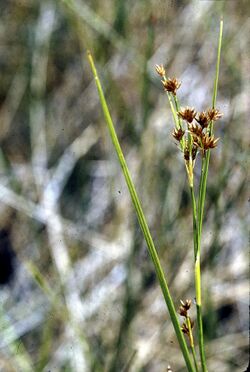 Rhynchospora capitellata NRCS-1.jpg