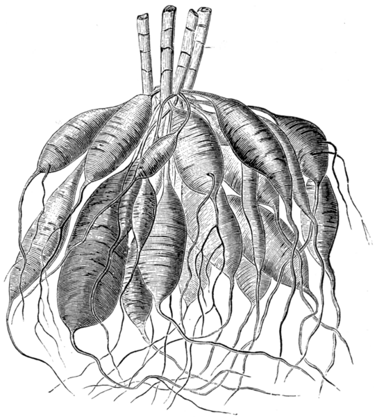 File:Root tubers of Dahlia variabilis.png