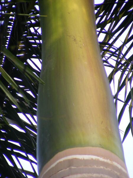 File:Royal Palm Leaf Sheath.jpg