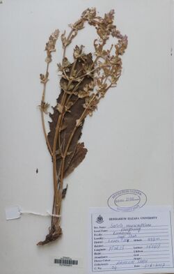 Salvia moorcroftiana.jpg