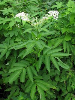 Sambucus chinensis 1.JPG