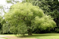 Sophora japonica JPG2Aa.jpg