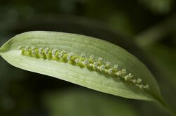 Spathicarpa hastifolia.jpg