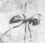 Sphecomyrma freyi worker no 1 holotype (Wilson, Carpenter and Brown 1967).jpg
