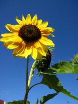 Sunflowers in July.jpg