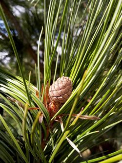Swiss pine (Pinus cembra) 'Columnaris' cone.jpg