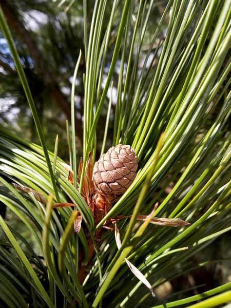 File:Swiss pine (Pinus cembra) 'Columnaris' cone.jpg