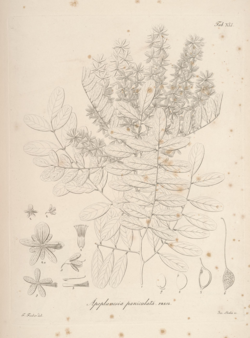 Symbolae botanicae Vol 1 Pl 41 Apoplanesia paniculata.png