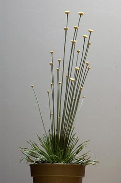 Syngonanthus chrysanthus 3.jpg