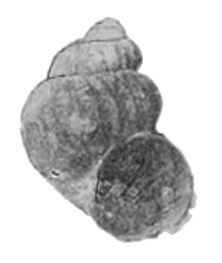 Teratobaikalia macrostoma shell.png