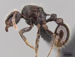 Tetramorium nazgul 0028556 p 1 high.jpg