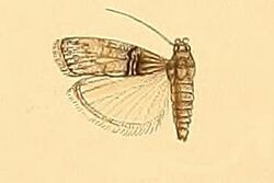 Trachonitis capensis.jpg