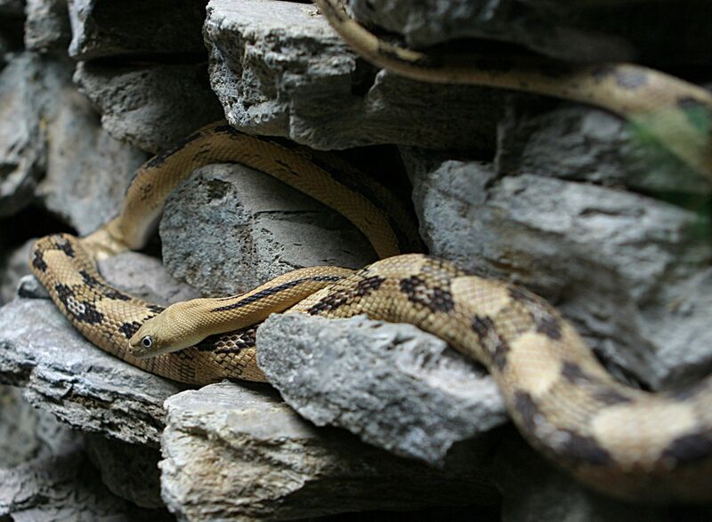 File:Trans-Pecos Rat Snake.jpg