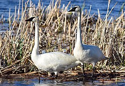Trumpeter swan pair on Seedskadee National Wildlife Refuge (34886394651).jpg