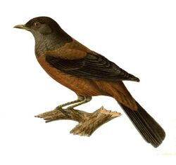 Turdus rubrocanus gouldi.jpg