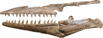 A photograph of a partial mosasaur skull