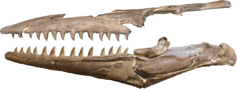 File:Tylosaurus nepaeolicus AMNH 124, 134.png