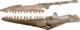 Tylosaurus nepaeolicus AMNH 124, 134.png
