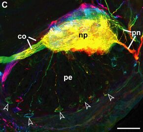 Unipolar-neurons-onychophora.jpg