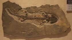 Utegenia-Paleozoological Museum of China.jpg