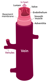 Vein (retouched).svg
