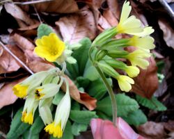 Vergleich-Primula-elatior-veris.jpg