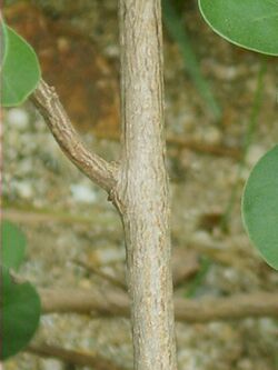 Vitex trifolia subsp. litoralis 06.jpg