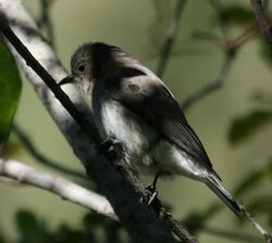 Wahlberg's Honeyguide (Prodotiscus regulus).jpg