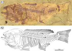 Warilochromis skeleton.png