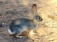A medium-sized rabbit with light brown fur ticked with grey, its ears large and upright. It stands on all fours on some sandy ground.