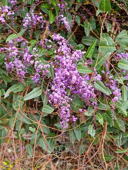 Wild-growing-Hardenbergia-violacea-2.jpeg