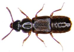 Xylodromus brunnipennis (Stephens, 1832) (3018626829).jpg