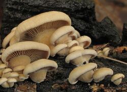 The undersides of a cluster of about two dozen variously sized light brown-yellow, roughly fan-shaped mushroom caps growing on a piece of rotting wood. Each cap has about 2–3 dozen lightly colored thin lines of various lengths, closely spaced and arranged radially around the stem, which is connected to one side of the mushroom cap. The stem is whitish, with a width of between roughly one-third to one-fifth the diameter of the cap, and attaches the cap to the wood.