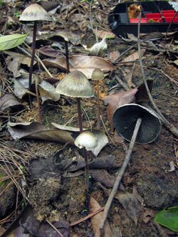 Three tall grey Panaeolus rubricaulis mushrooms stood next to two smaller Panaeolus rubricaulis in the ground with a single tall Panaeolus rubricaulis with a broken stem laying down next to them. They are surrounded by fallen leaves on a forest floor