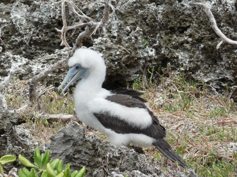 File:Abbotts Booby (Papasula abbotti).jpg