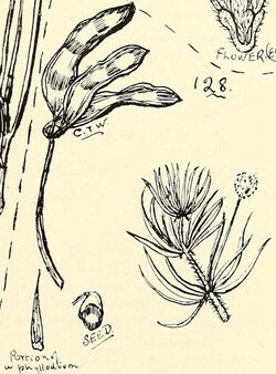 Illustration of "Acacia hippuroides"