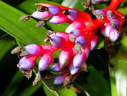 Aechmea weilbachii pendula.jpg