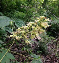 Aesculus glabra.jpg