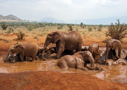 African Bush Elephant mud bath.png